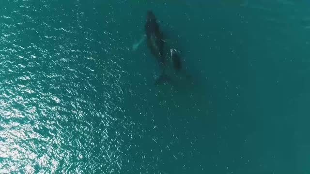 Giant whale and its cub sighted in the sea