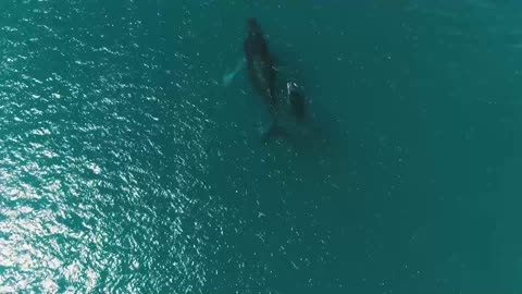 Giant whale and its cub sighted in the sea