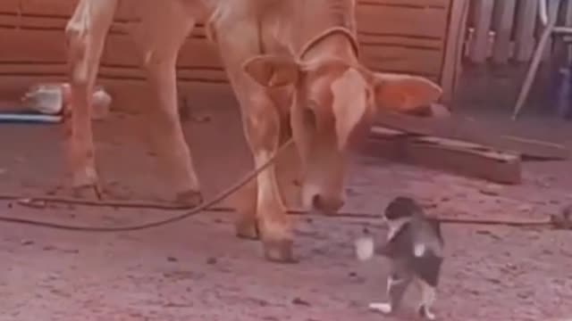 Cow vs cat funny video 😂😂😂. Funny animal.