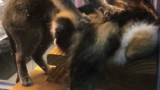 Cat Massages Cat