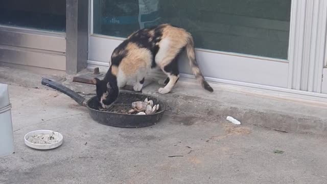 Cat eating food