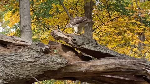 Watch this eagle preying closest