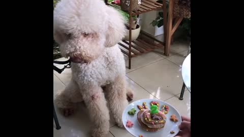 Baby Dogs Cute and Funny Dog