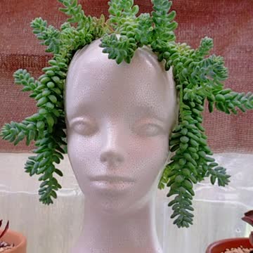 the beautiful Succulents