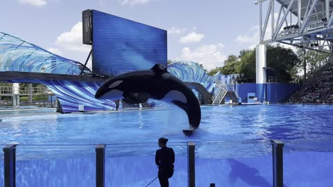 Killer whales footage from SeaWorld show