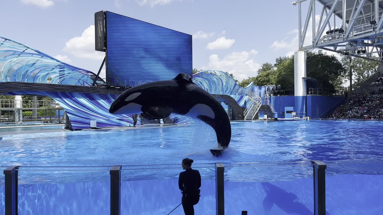 Killer whales footage from SeaWorld show