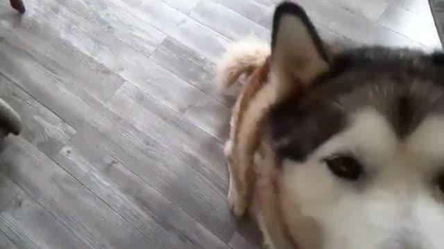 Husky Does Tricks