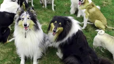 Doggy Life Coach Pawsitive Dog Bernie