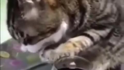 Drank cat, Funny animals