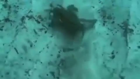 I Don't Know They Could Do That