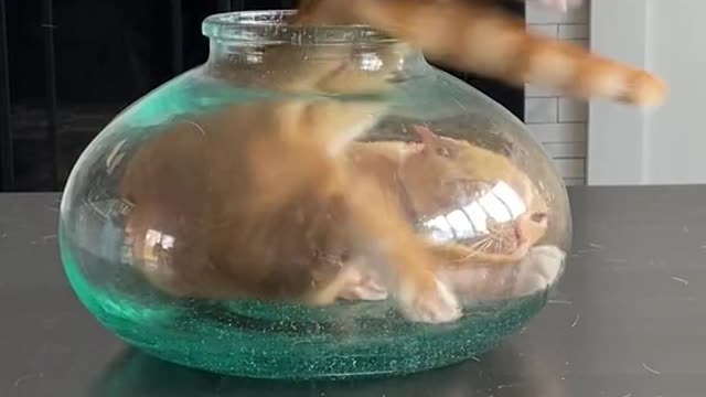 funny moment of kitten life