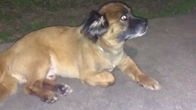 Little Brother puppy