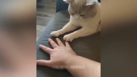 Funny animals dogs and cats