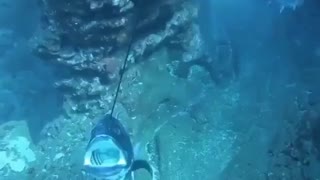 WTF spearfishing ?