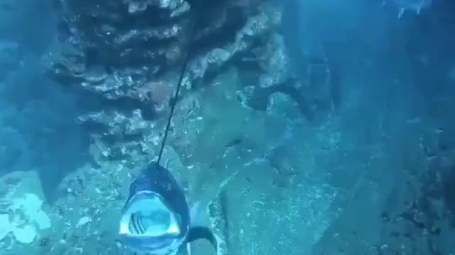 WTF spearfishing ?