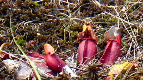 Pitcher Plants