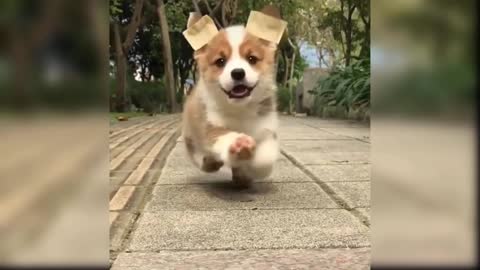 Baby Dogs - Cute and Funny Dog i love you dog