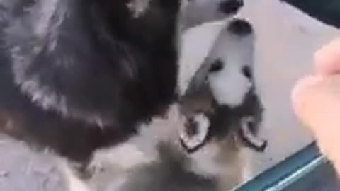 Husky eat chips