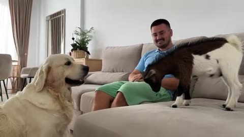 How My Funny Dog ​​Reacts to a Baby Goat for the First Time