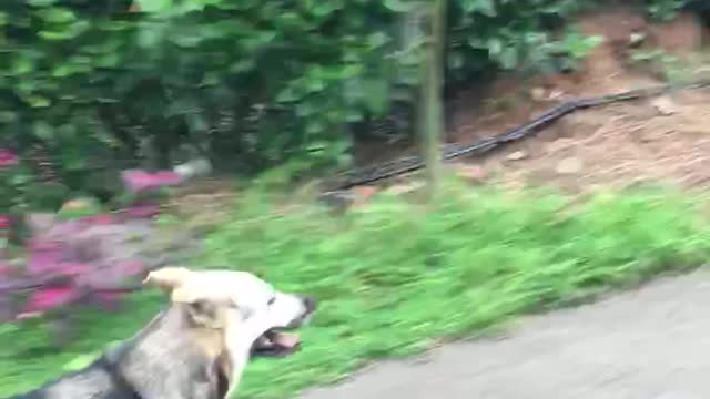 My dog and my friend