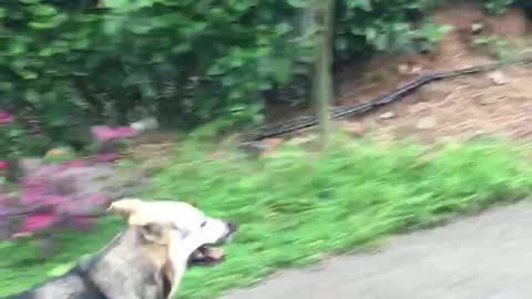 My dog and my friend