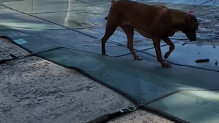 Rhodesian Ridgeback - Who's Afraid of Getting Their Feet Wet