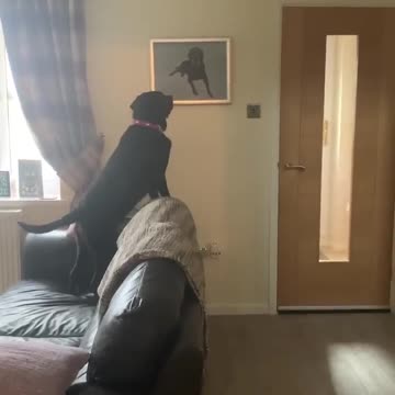 Perrito se conmueve al ver un retrato pintado de su hermanito recién fallecido