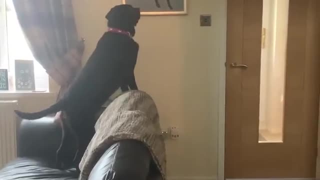 Perrito se conmueve al ver un retrato pintado de su hermanito recién fallecido