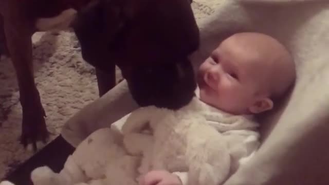 Sweet Big Dog Introduces Himself To Newborn Baby