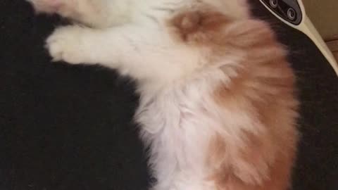 Massager Shakes Kitten