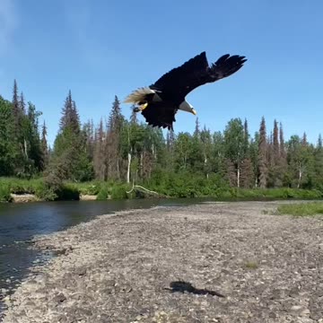 eagle hunting