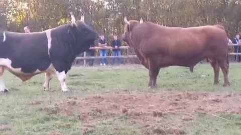 Krilan od Šušnjara i Penave vs Medonja od Bešića