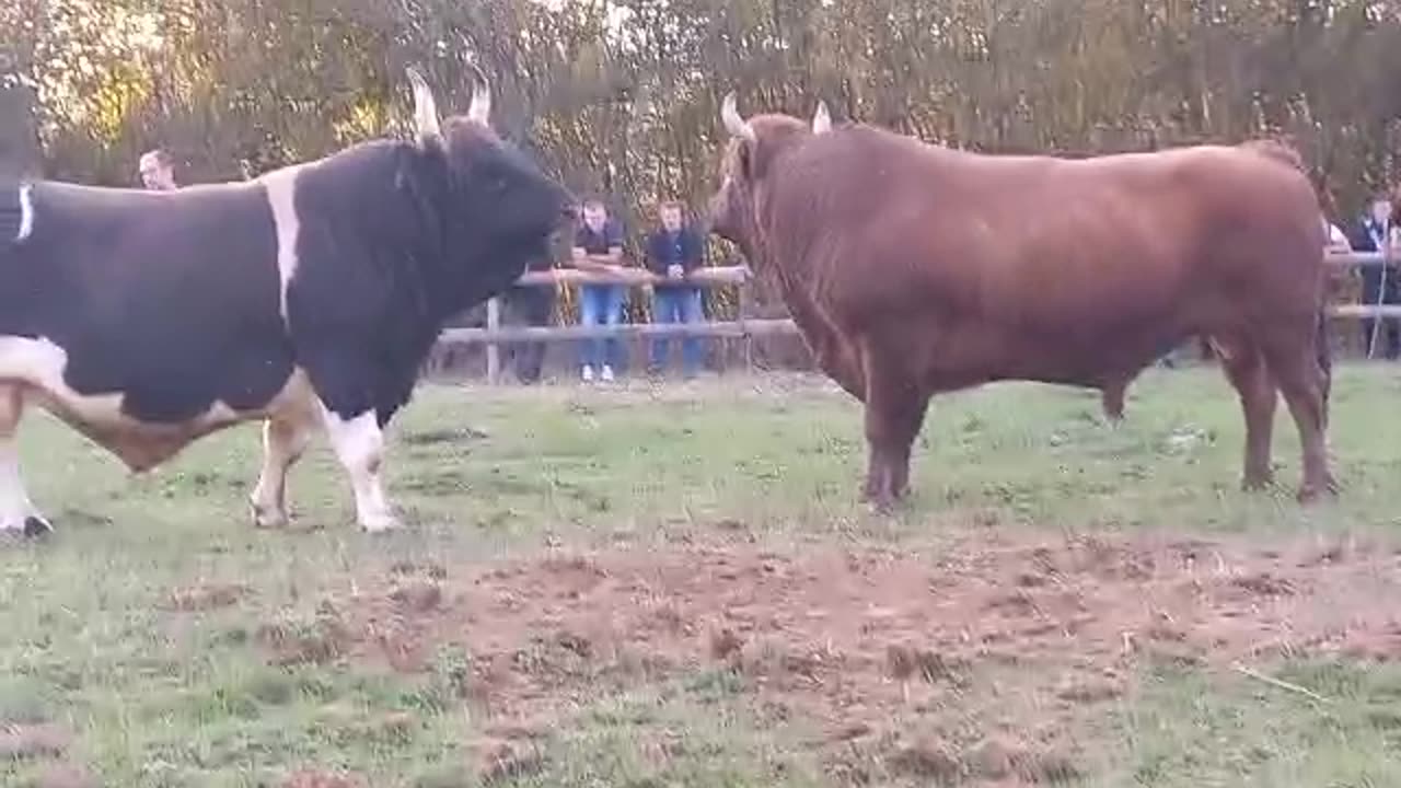 Krilan od Šušnjara i Penave vs Medonja od Bešića