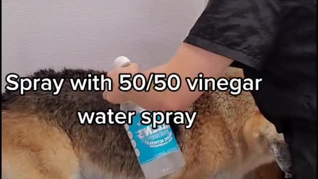 How to groom a German Shepherd - Goes Viral