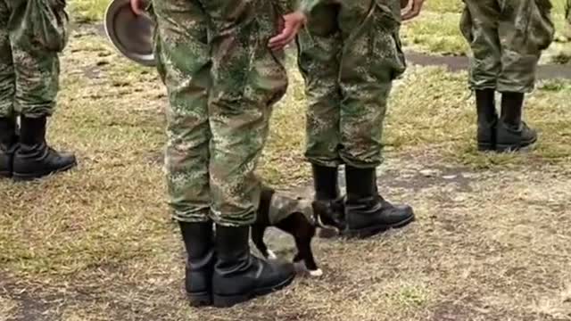 Military cat daily patrol Starling sailors fall first