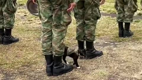 Military cat daily patrol Starling sailors fall first