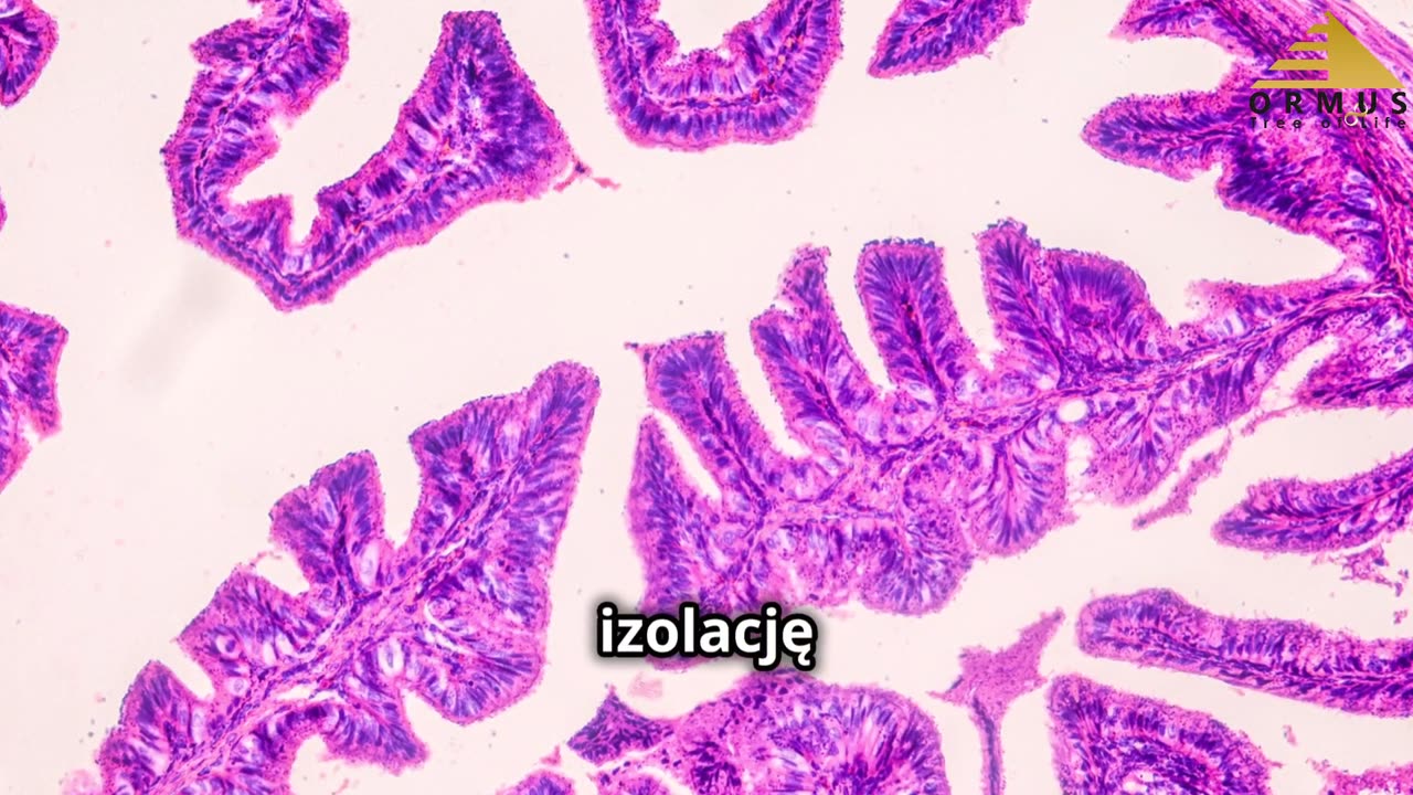 Limfocyty Th17: Kluczowa Rola w Autoimmunologii i Zdrowiu