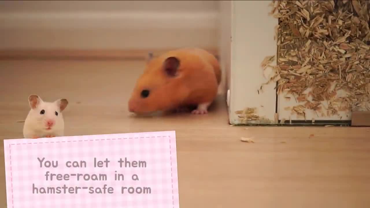 🐹 How to tame your hamster 🐹