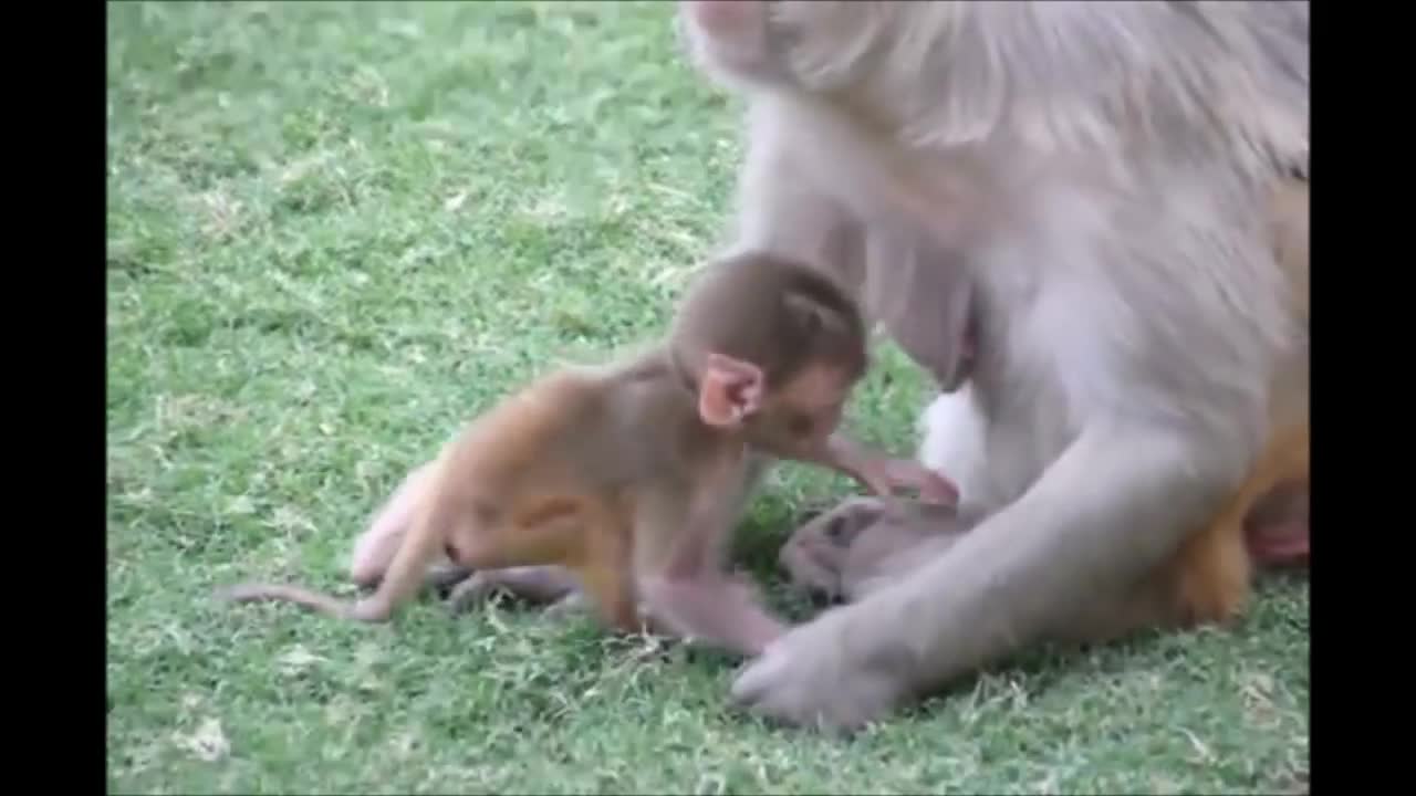 Cute baby monkey 🐒 very interesting video.