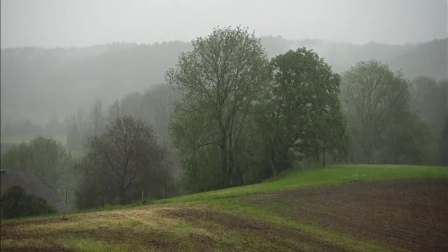 Nature Sounds, Rainforest, Rain Sounds for Sleeping or Studying