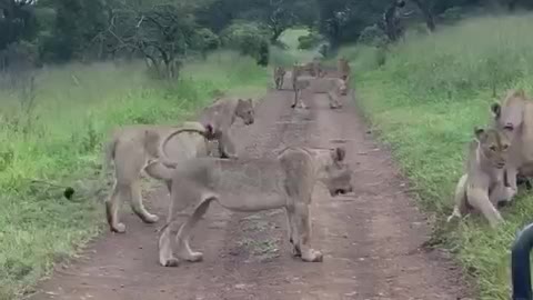 Bunch of Lions