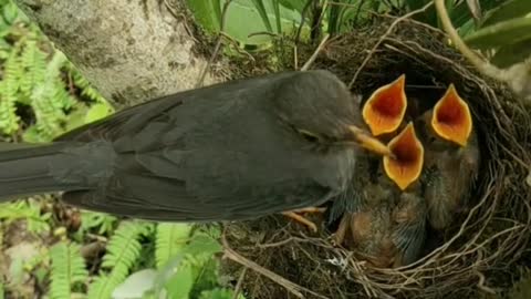 Nest Bird