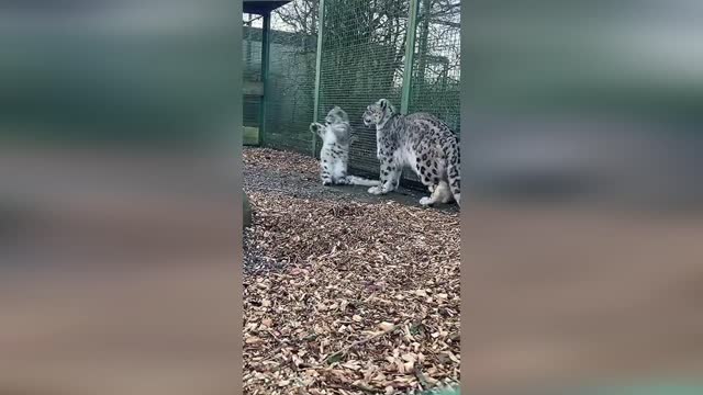 Cats