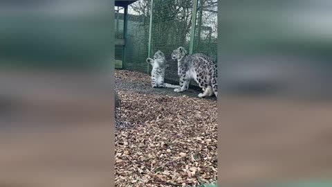 Cats