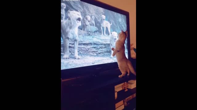 The Cat Mino Mimics TheLion, And When The Lion Approaches The Screen, It Runs Away. Very Funny