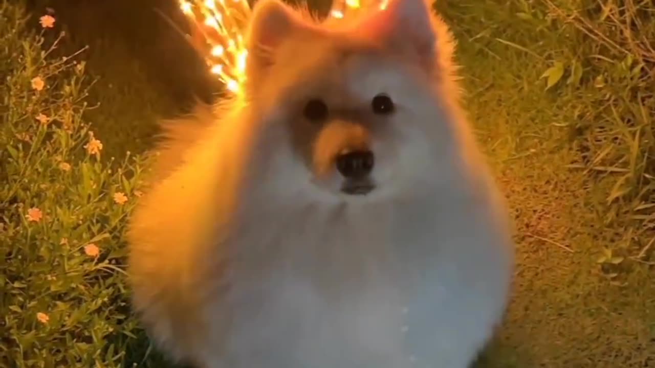 Dog pari