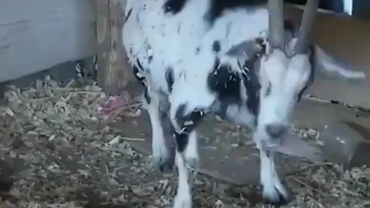 Silly Goats Go Thru Fence