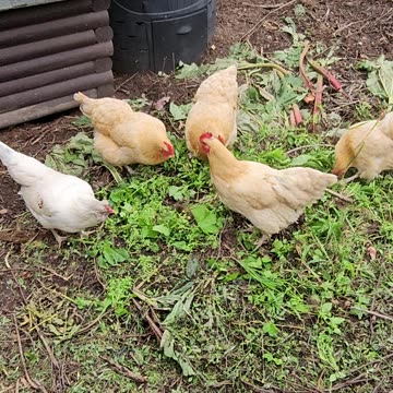 OMC! Even more pecking and scratching with one Orpington perched & relaxing! #chickens #shorts