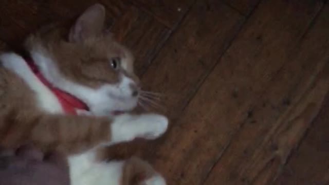 happy cat 😸 👀