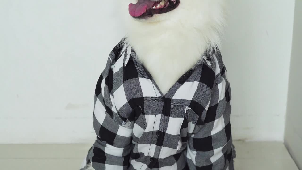 Dog wearing cloth